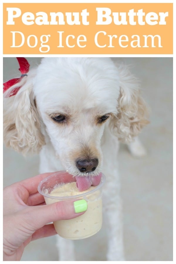 Pumpkin Peanut Butter Dog Ice Cream - keep your pup cool all summer with this 4 ingredient recipe! The pumpkin and the yogurt are both great for your dog's digestive system so you can feel good giving them treats. 