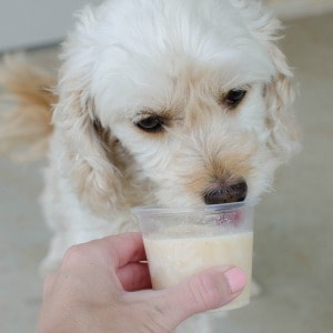Apple Peanut Butter Dog Ice Cream